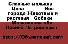 Славные малыши! › Цена ­ 10 000 - Все города Животные и растения » Собаки   . Московская обл.,Лосино-Петровский г.